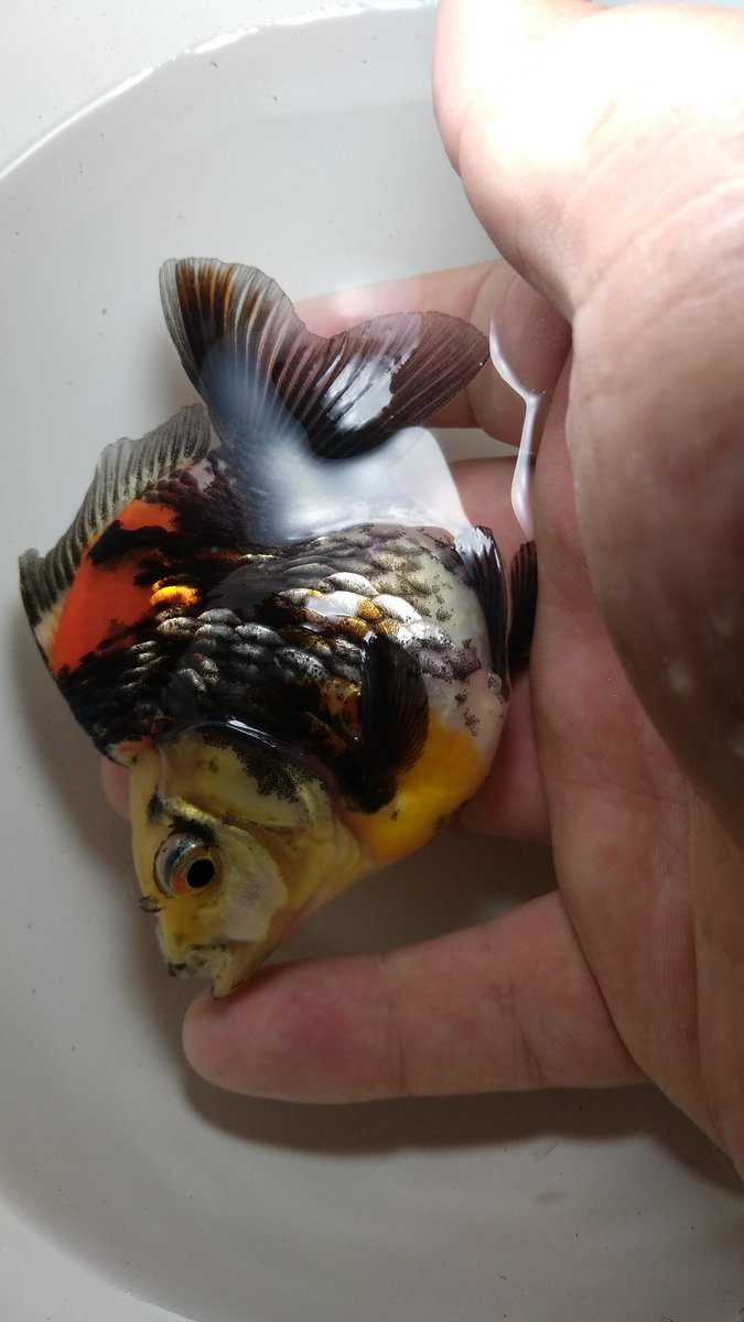 白玉 金魚 No 38 だるま琉金 年齢 不明 産地 不明 価格 2350円 お迎え日 年9月30日 備考 ヤフオク金魚2匹目 どうせ送料がかかるので同じ出品者さんからもう1匹 思ったより渋い 好き 嬉しい誤算