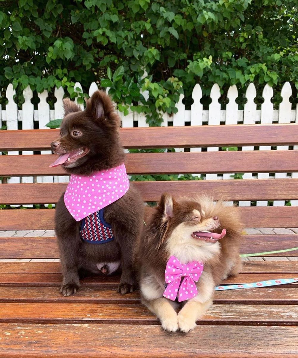 On Wednesdays we wear pink 🎀 and shop at Woof Gang Bakery 🛍