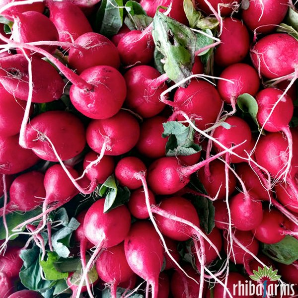rhiba_farms's tweet photo. Summer Harvest! Icicle and Red Cherry Radish, on sale for $3.* per bunch. https://t.co/kChbmC85CH #Radish #CheryRed #RedRadish #CherryRadish #Icicle #IcicleRadish #FarmFresh #SummerHarvest #RhibaFarms #OrderOnline #GroceryPickup #GroceryShop #Scottsdale #CaveCreek #Tempe #Arizona https://t.co/QjHZ0XCjBi