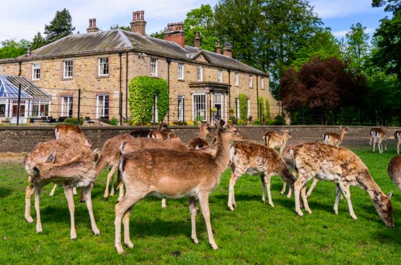 How adorable! 😍 #whitworthhallhotel #whitworthweddings #northeast #northeastweddings #spennymoor #adorable #deer #deerpark #beauty #explore #countryside #visitdurham #countydurham #countydurhamweddings #countryhouse