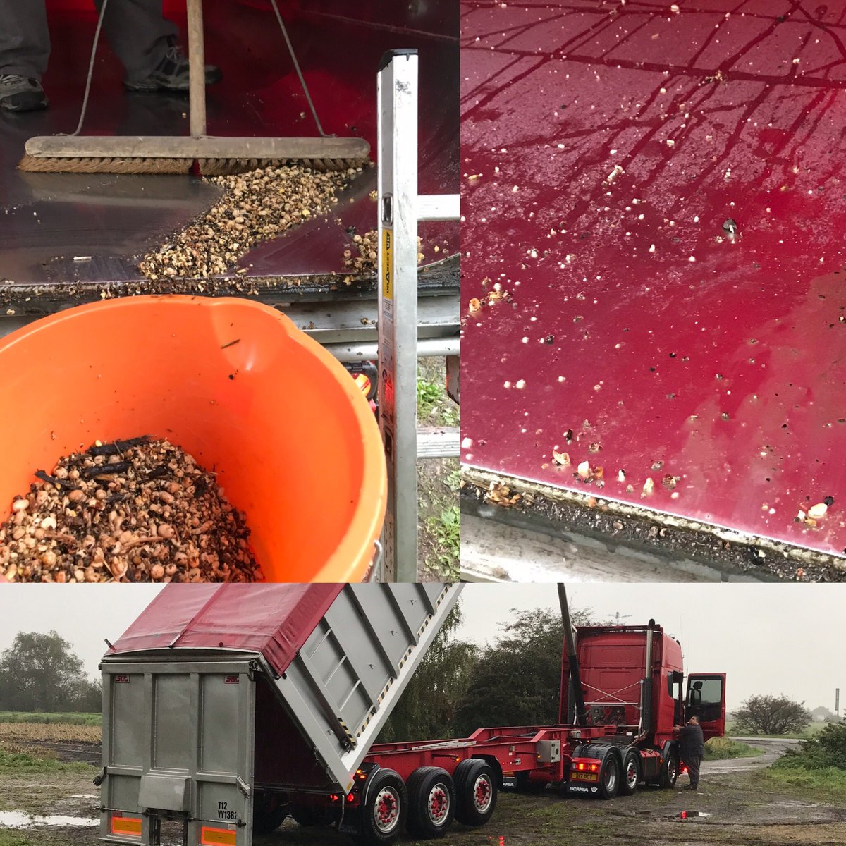 Always important to check trailers for residues from previous loads to avoid addmix claims and rejections - found these beans in a trailer collecting some oats yesterday