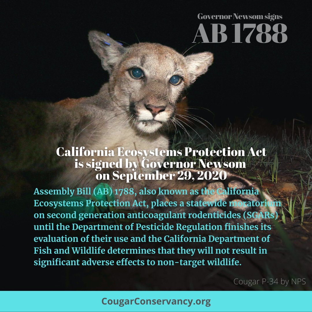 CougarConserv's tweet photo. Here's to P-3, P-30, P-34, P-53, P-76, and all of the other nameless animals who have had to suffer as a result of rodenticide exposure. Today is a win for wildlife 𝗮𝗻𝗱 human communities. We'll take it.

#BreakthePoisonChain #AB1788 https://t.co/sQhWWyymfS