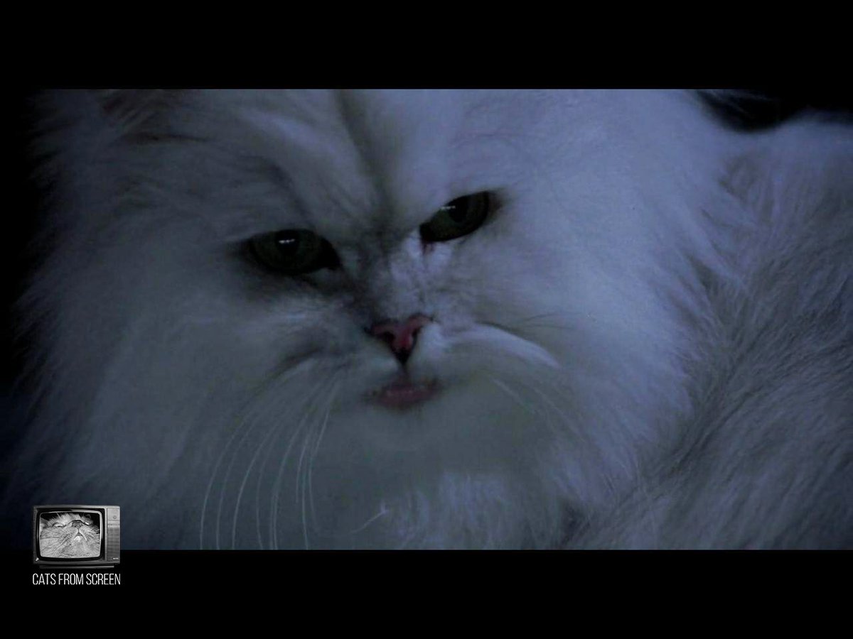 CatsScreen's tweet photo. All kinds of cats from movie Stuart Little (1999).

#catsfromscreen #stuartlittle #пушистики #стюартлиттл #кино #котики #кошки #стюарт #cat https://t.co/Or4zq4fLWk