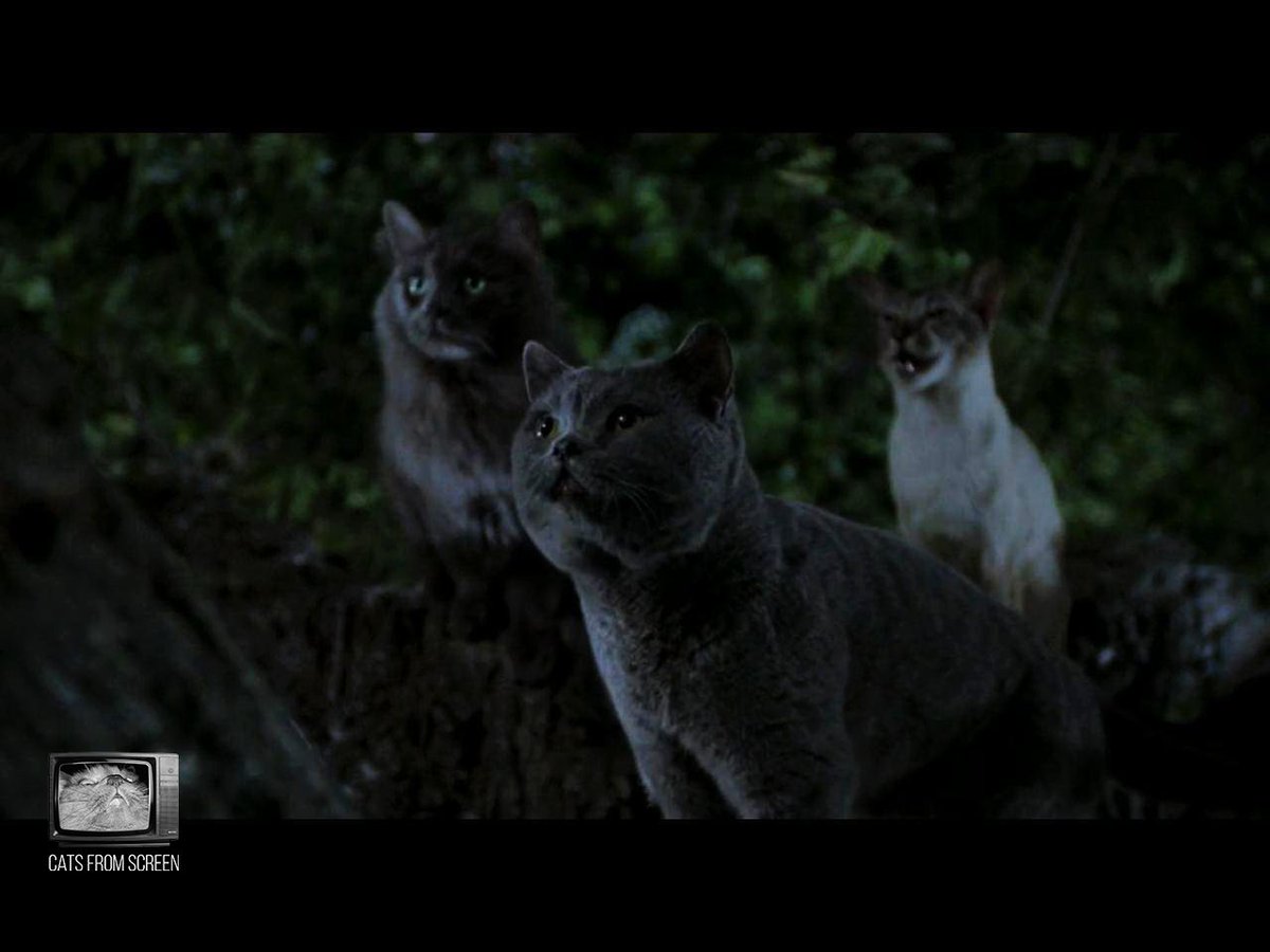 CatsScreen's tweet photo. All kinds of cats from movie Stuart Little (1999).

#catsfromscreen #stuartlittle #пушистики #стюартлиттл #кино #котики #кошки #стюарт #cat https://t.co/Or4zq4fLWk