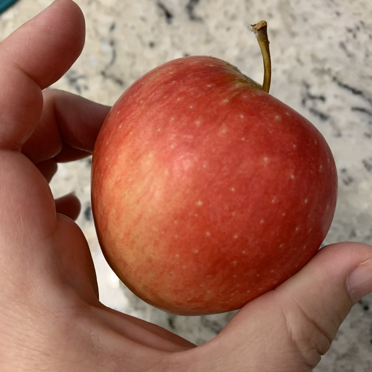 Swiss Gourmet, aka Arlet. I’m told it’s “the BEST for pie” — but I’m too lazy for that. It’s a nice and well-balanced, tasty little apple. Cute! Maybe not, like, OMG this is AMAZING, stop the presses, but it keeps its head down and does it’s job very well. Quite APPLEY. 8/10