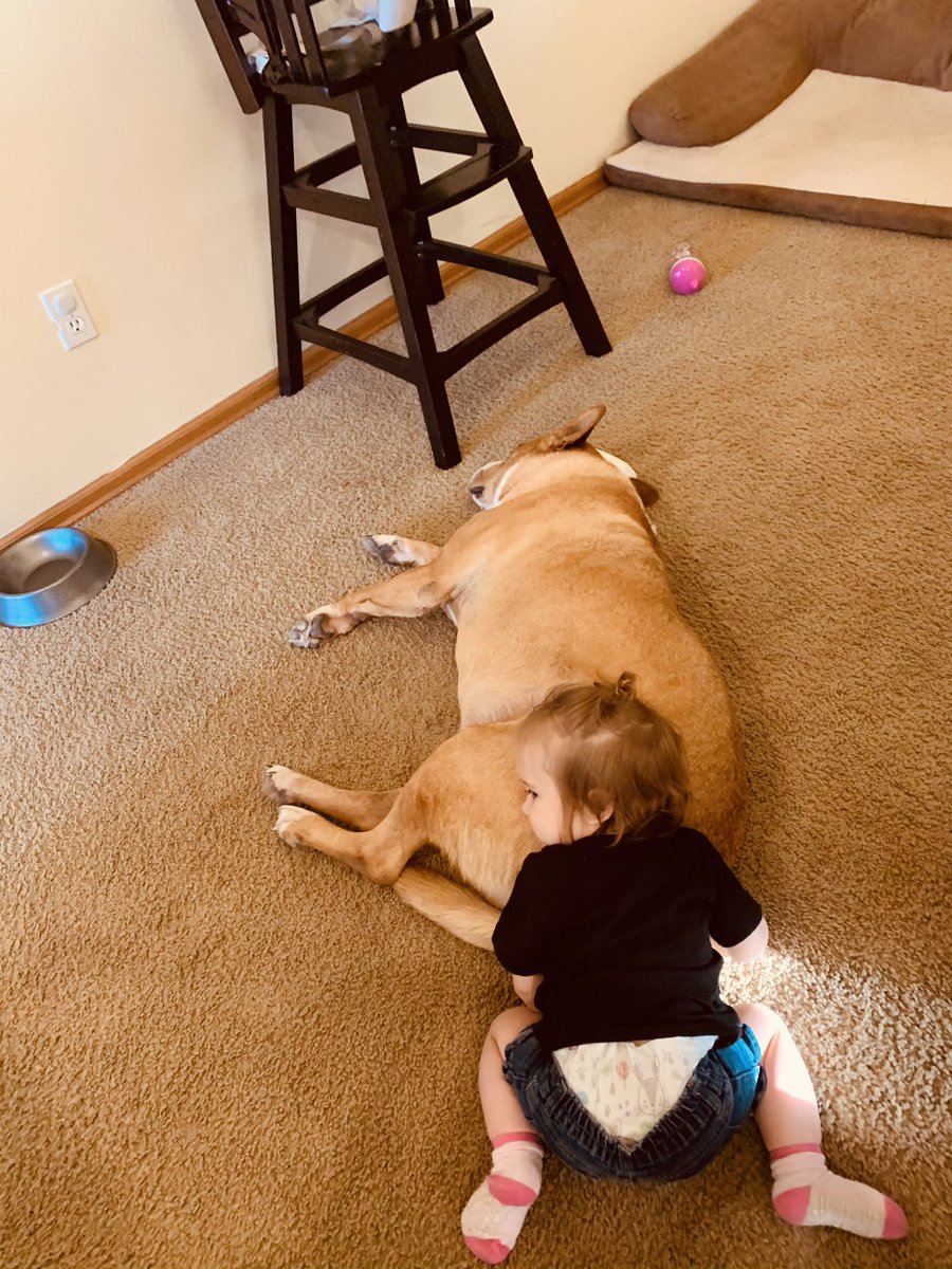 Bechtoldd's tweet photo. Not sure who taught my child to be sweet, but last night hank finally let her get close to him and she layed on his butt saying “awww” for like a whole minute. https://t.co/rgyIH1ehb2