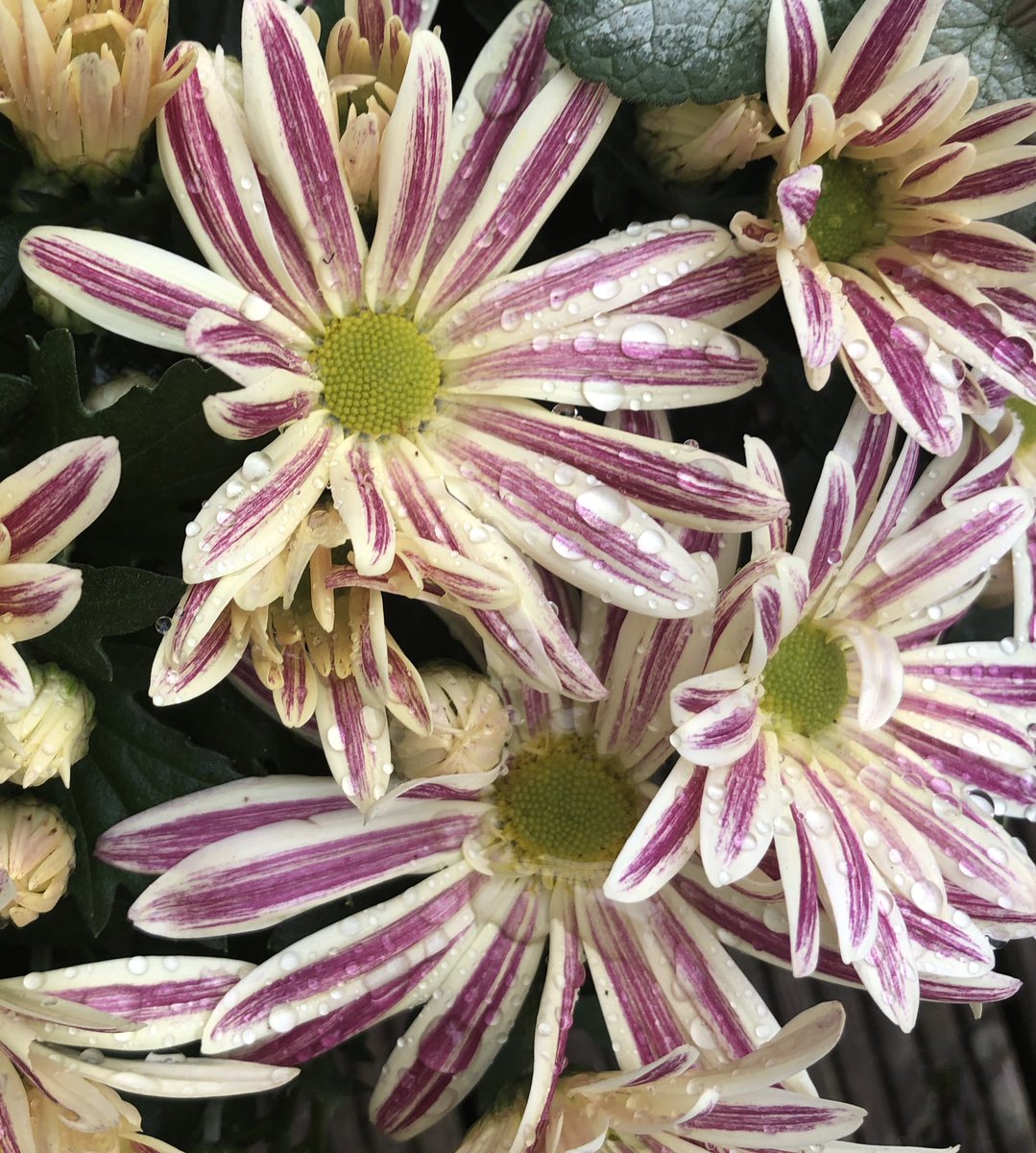 Gorgeous chrysanthemums glistening with raindrops. Feels like #Autumn is here. #gardening #AutumnTreats #gardenvibes #autumnvibes