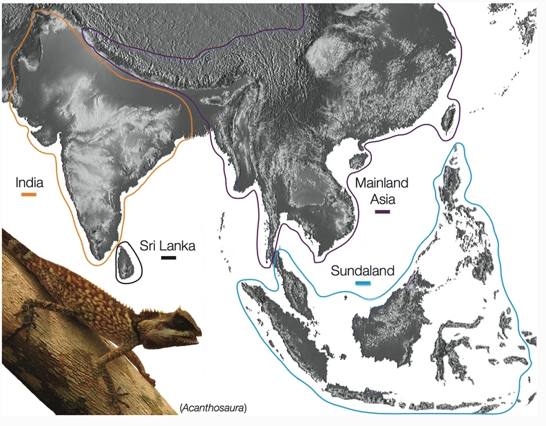 “A variety of Eurasian fauna migrated to the Indian landmass. The southern margin of the Himalayan province synchronously sagged to give rise to the foreland basin that was linked with the Indian sea.