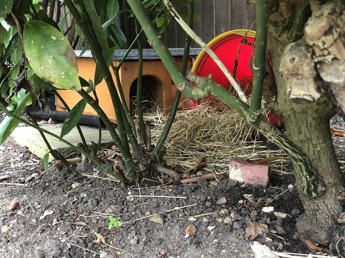 andy_small's tweet photo. We have been optimistic these last couple of days but this mornings evidence pretty much confirms our hopes. The hedgehog hotel has a guest. #savethehedgehogs #hedgshogs @HedgehogCabin https://t.co/SzGldZgaOI
