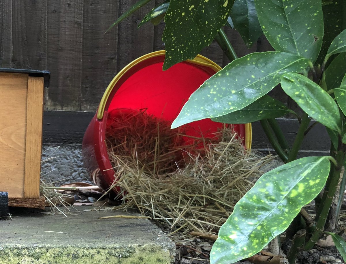 andy_small's tweet photo. We have been optimistic these last couple of days but this mornings evidence pretty much confirms our hopes. The hedgehog hotel has a guest. #savethehedgehogs #hedgshogs @HedgehogCabin https://t.co/SzGldZgaOI