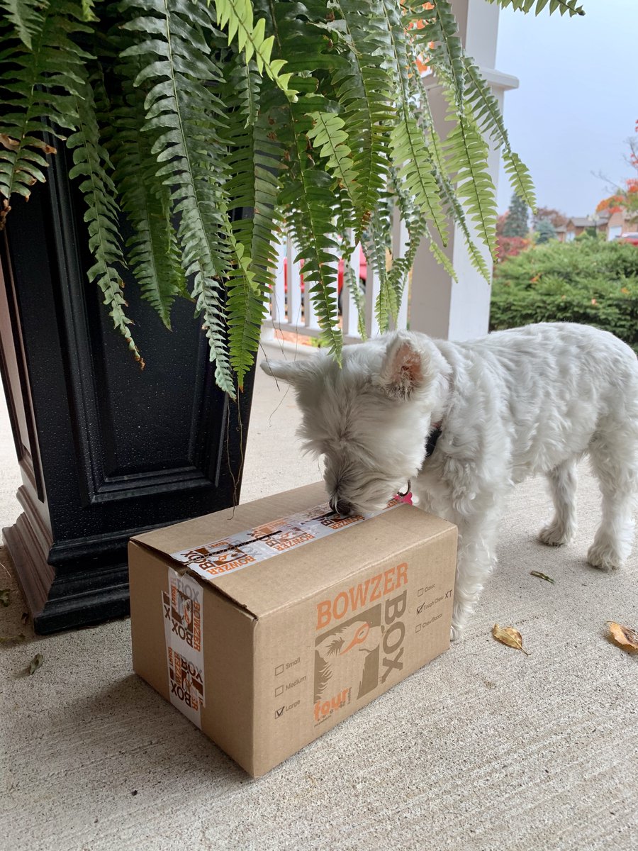 FourLeggerBox's tweet image. DING DONG! My #BowzerBox arrived! 

#BellaTheWeeWestie #BowzerBoxDog #CanadianDog