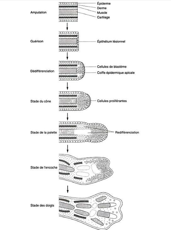 Cette régénération par épimorphose (en gros, un amas de cellules s'amoncellent à l'endroit du membre sectionné pour se redifférencier ensuite et donner le membre) n'est pas une caractéristique exclusive à l'Axolotl puisque le Triton le peut aussi par exemple.