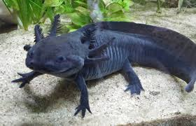 D'ailleurs, saviez-vous que l'Axolotl que vous avez très souvent l'occasion de voir en photo n'est pas celui que l'on trouve à l'état sauvage? En effet, celui-ci que l'on trouve en liberté aux Mexique est de couleur noir.