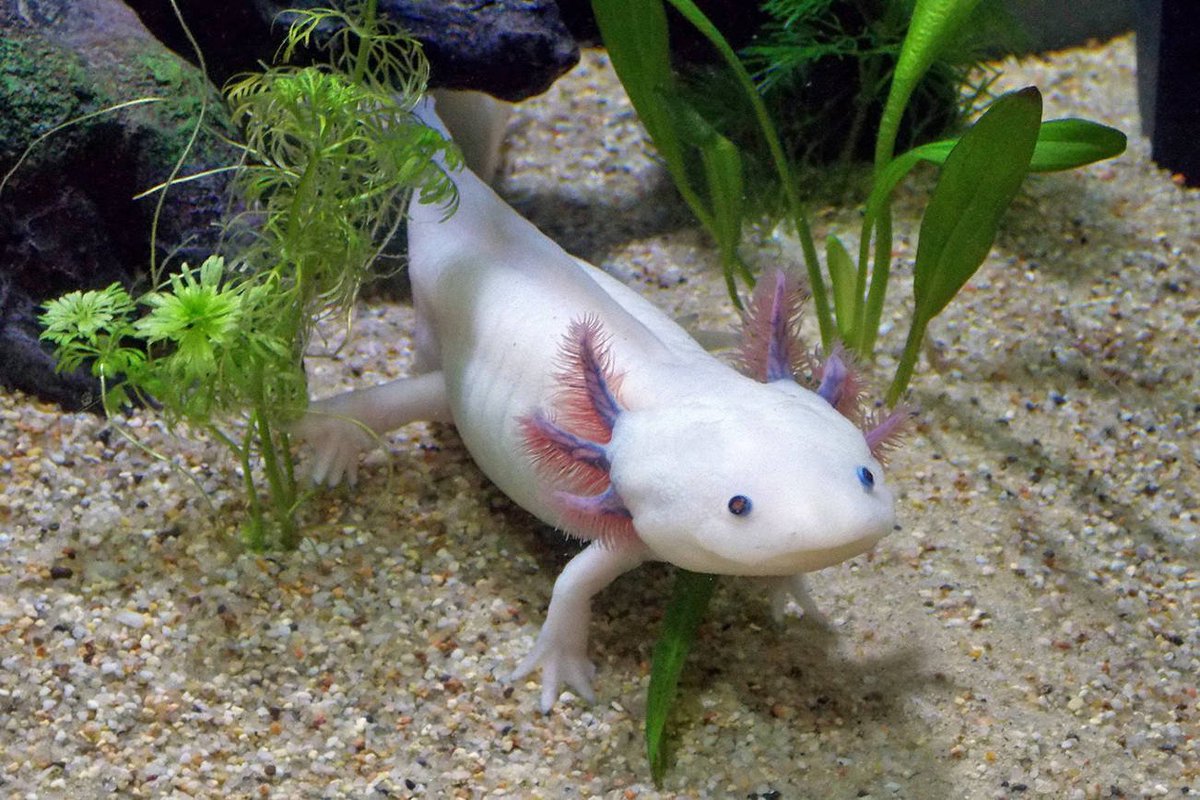 Celui de couleur blanc provient de la collection d'Auguste Duméril du jardin des plantes de Paris. L'espèce a pour la première a fois été présenté au Zoologiste en 1863 et de ce premier groupe à émergé l'Axolotl blanc que l'on voit tous en photo.