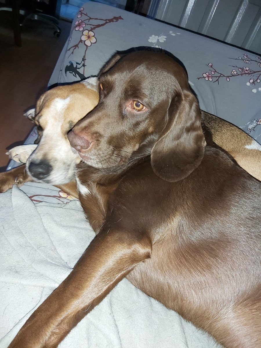 Torranbrown's tweet image. Cuteness