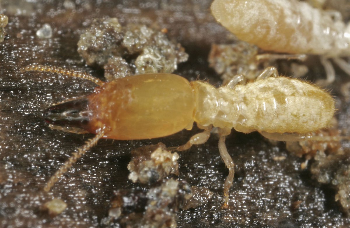 gotbugsextermin's tweet photo. Learn how to identify termites and the specific kind of damage they cause in this helpful article: https://t.co/aojmKAQx3a https://t.co/nqmGzzo7sx