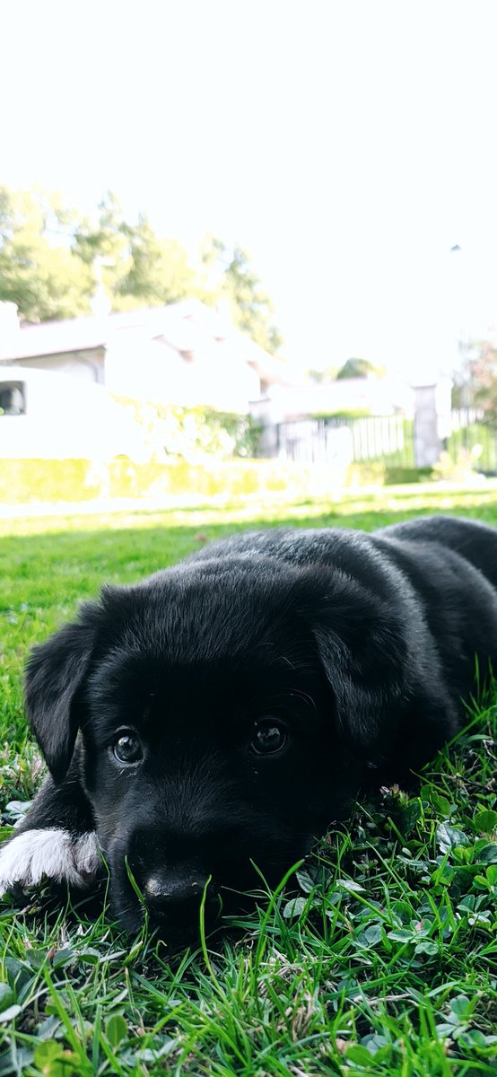 🙋🏿‍♂️🐶