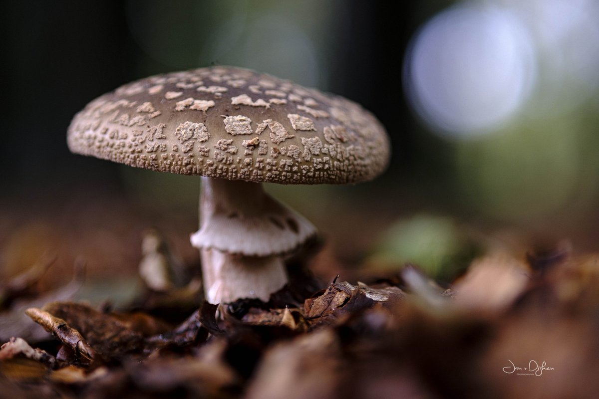 weerphotography's tweet photo. #herfst #Drenthe #genieten https://t.co/FjynJz0tbU