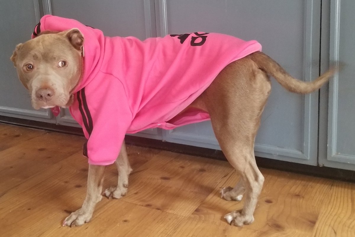 @imteddybless My dog River got her new Addidog sweatsuits. We cut the back feet off the suit to make it just a hoodie so she doesn't trip on it. She now has red, pink and yellow. She needs bright colors so I can find her outdoors. Shes naturally camouflaged.