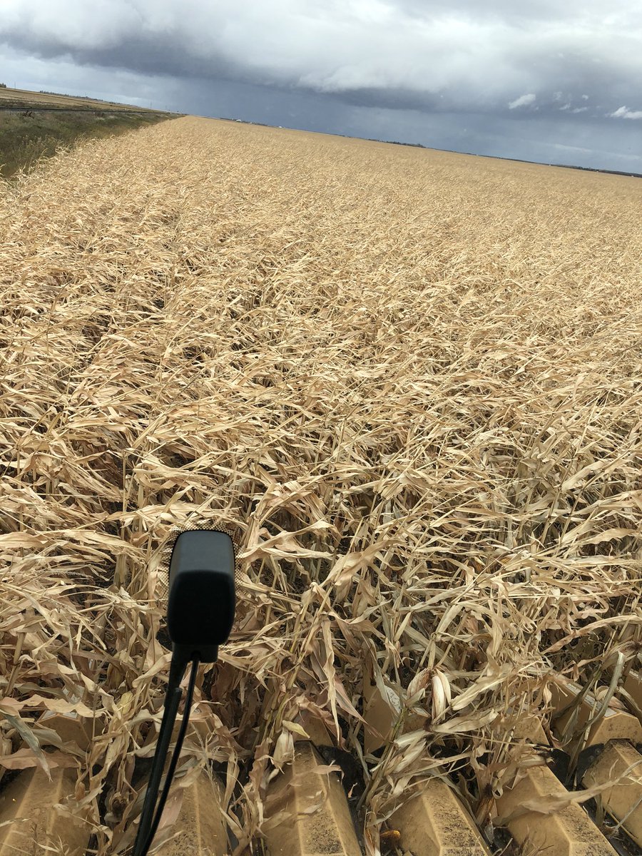 Opening up P7455R at 24.8% <a href="/PioneerSeedsCA/">Pioneer Seeds Canada</a>