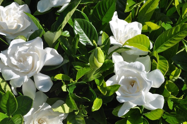 fairviewgardenc's tweet photo. The sweet smell of Autumn.  Many of our evergreen gardenia varieties are in bloom.  Their white flowers release a rather delightful sweet fragrance.  #gardenia #fragrantflowers #fragrantgardenias https://t.co/NpDq1F7CUr