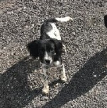bs2510's tweet photo. TWO PUPPIES #SpanielHour
#Missing 15 Sep 2020 Escaped or #Stolen from #Woodford #Halse Central NN11
Male & Female #Cocker #Spaniel Both Black & white
Microchipped
https://t.co/6iAwaRtf2x
https://t.co/YzofcLUM4p https://t.co/SJfukgeNNU