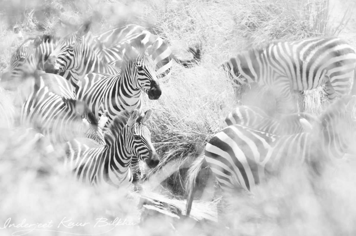 PassagetoAfrica's tweet photo. A dazzle of Zebra in the Mara
#passagetoafrica #zebra #mara #maramigration #blackandwhite #safari
📸Indi Bilkhu https://t.co/7s2nuJ80Tn