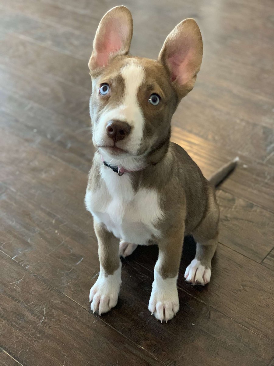 TSVC's tweet photo. Look at those ears! Can you guess my breed? https://t.co/LBuaujN6YB