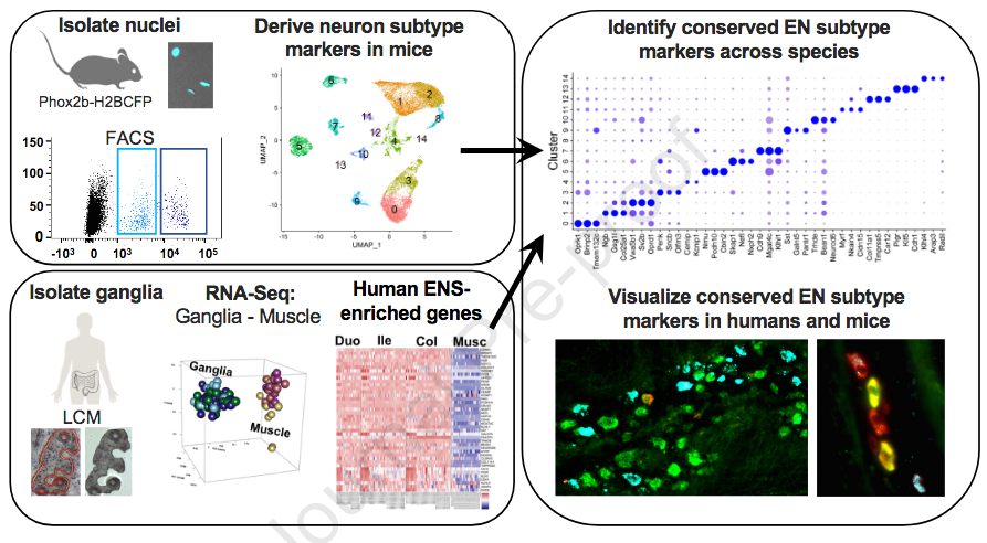 MSouthardSmith's tweet photo. ✍️NEW @AGA_Gastro Paper  - 🎉🙌Researchers at #VUMC_Medicine led by @SciIdeas  sequenced individual neurons of the Enteric Nervous System often called the “Second Brain” to understand normal #gastrointestinal control &amp; #intestinal disorders.  https://t.co/jTUr6VE7hZ https://t.co/9l8CnN26PB