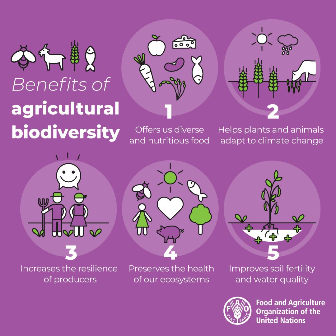 Maintaining #biodiversity means: 

🐛Healthy ecosystems 
🧑‍🌾Resilient rural livelihoods
🥕Nutritious food 

Our future of food depends on it.