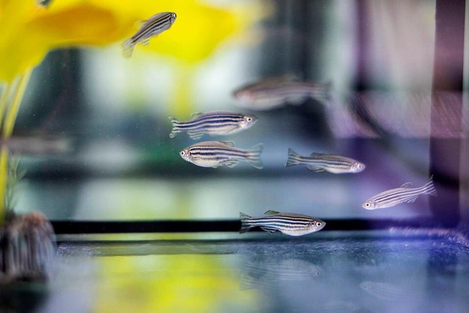 elmundoempresa's tweet photo. El pez de los 3,4 millones de euros🐟
https://t.co/aOYN2GMlW7
@ClinicaNavarra @ikan_biotech @unav @Sodenavarra
https://t.co/gIV0a0L6Iu
#inmunoterapia #tratamientoscontraelCáncer #pecesCebra https://t.co/JZWMGqWwbv