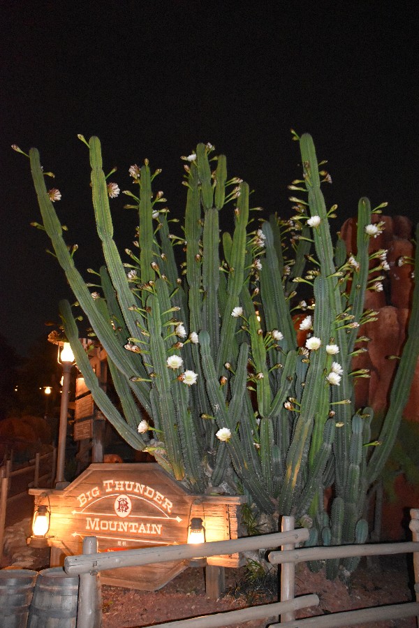 花と緑のtdr Bot オンタイム Tdl ビッグサンダー入り口にある柱サボテン 鬼面角 きめんかく 秋の開花ピークが来ています 大きくても一晩で散ってしまう繊細な花 夜にしか咲かないので昼間蕾を見かけたら 日暮れ後にまた見に来ることをおすすめし