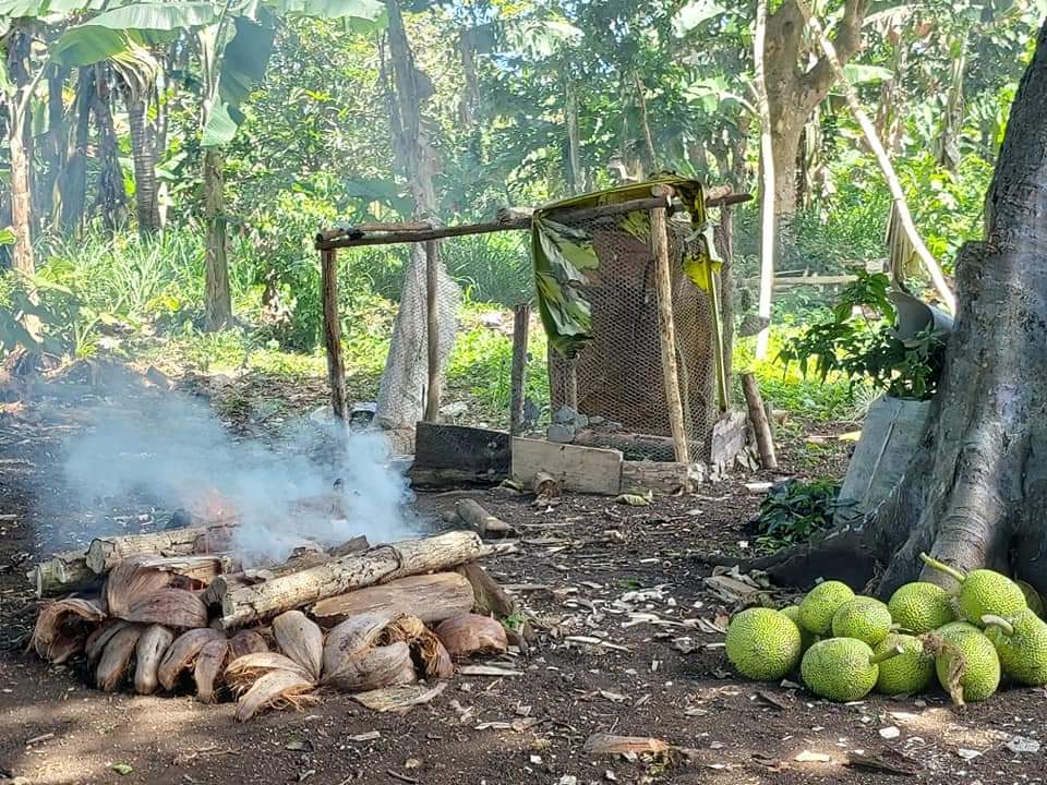 Grilling breadfruit the island way is more tastier. 
At #Forari on #Efate island where you can hear only bird singing .
🕊 #Vanuatuway #vanuatukai