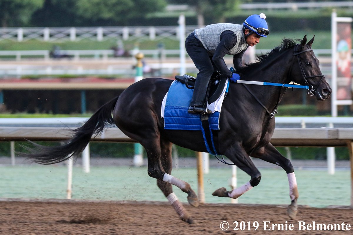 Happy retirement to champion multiple G1 winner Midnight Bisou. Among her wins were the #SantaYnez #SantaYsabel #SantaAnitaOaks #MotherGoose #Cotillion #HoustonLadiesClassic #Azeri #AppleBlossom #OgdenPhipps #MollyPitcher #PersonalEnsign #Beldame and #FleurdeLis. #WillMissYouGirl