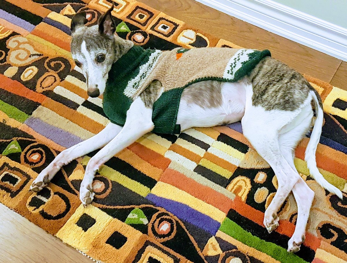 RandySteffan's tweet image. One year ago today our best friend, family member and force of nature left us. We miss Tulip so much and will always cherish the memories.
#whippetsforever @jannarden 
 @midtownmobilehospicevet