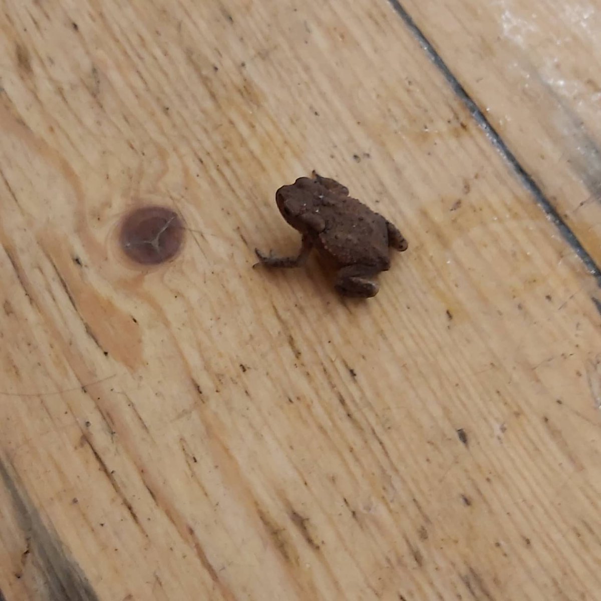 CctkdS's tweet image. Another fab night back at class. Alena and I preparing and warming up. We had a lovely wee visitor too! Great to see you all! See more of you tomorrow on Zoom! 👊🥋💪