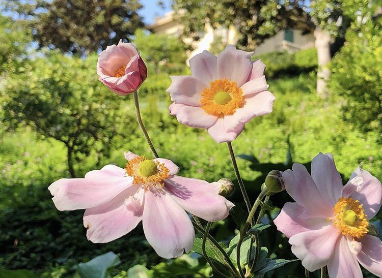 We are OPEN! The garden is not only a historical landmark, but also an exotic paradise that all sightseers are invited to enjoy by advance reservation only.
Call (310) 550-2065 or email us at visit@robinsongardens.org

Photo by Joshua Johnston