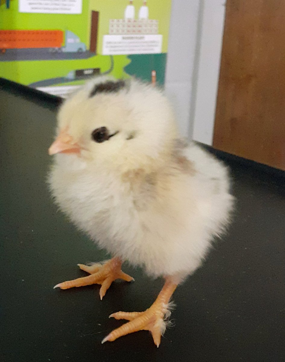 Angel Pilcher tweet media