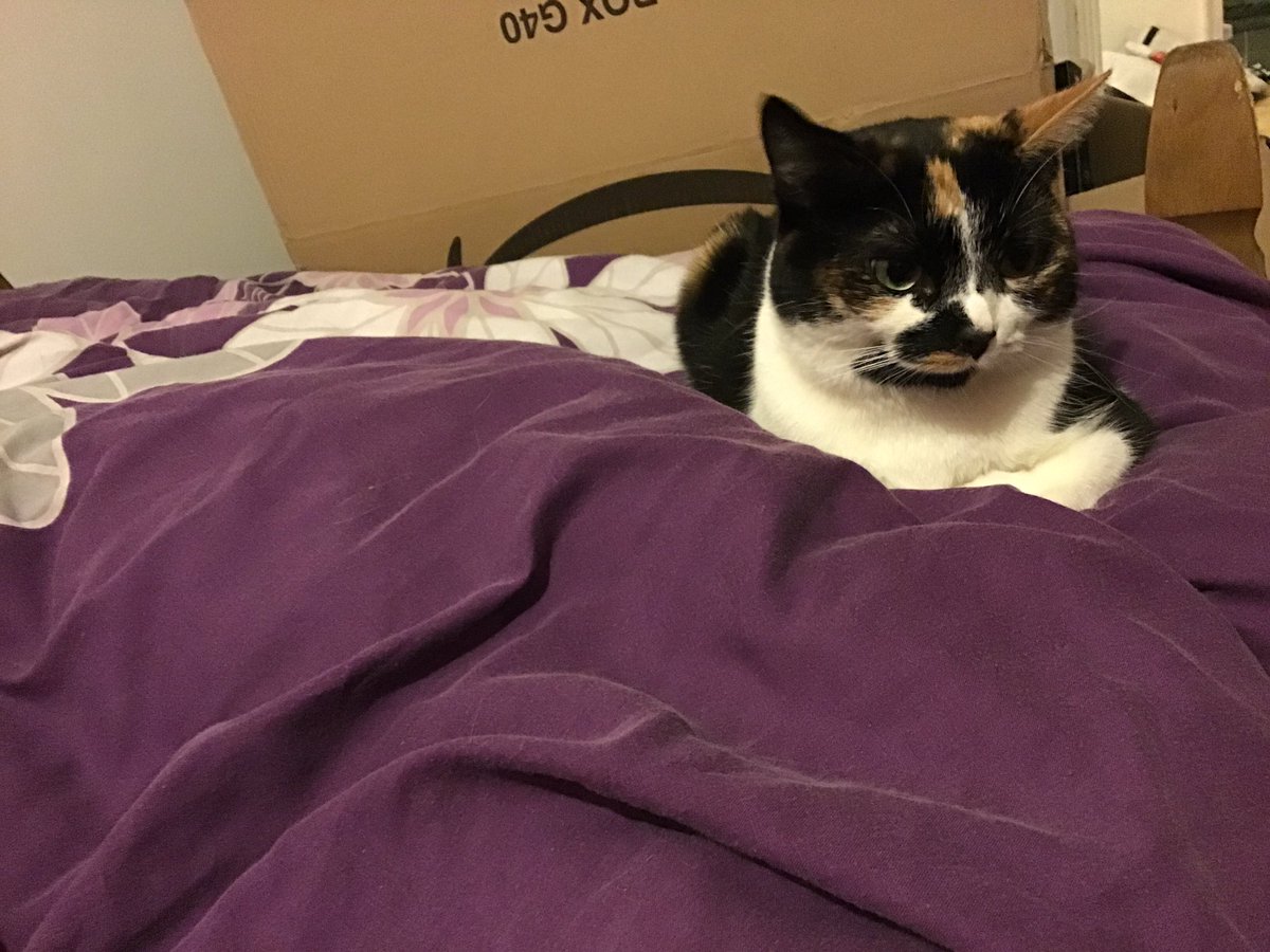 I see you are trying to put a dovet cover on i shall sit on it
Love marble the cat