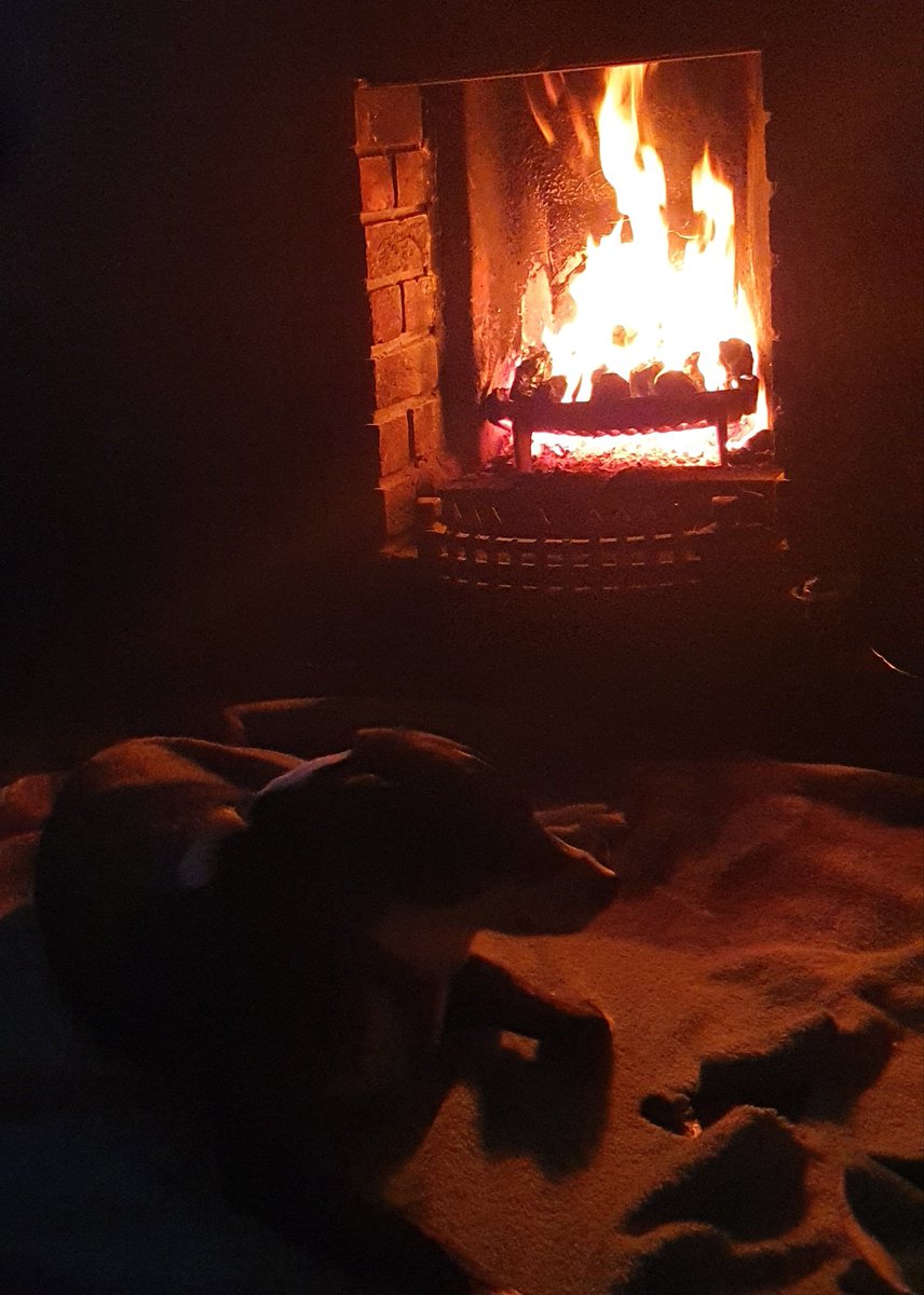 rafferty_paul's tweet image. It's a dogs life... 🐕 

#Autumn 
#openfirechallenge 
#openfire 
#dogsoftwitter 
#doggychallenge 
#DogLover 
#Dog 
#pets 
#Home