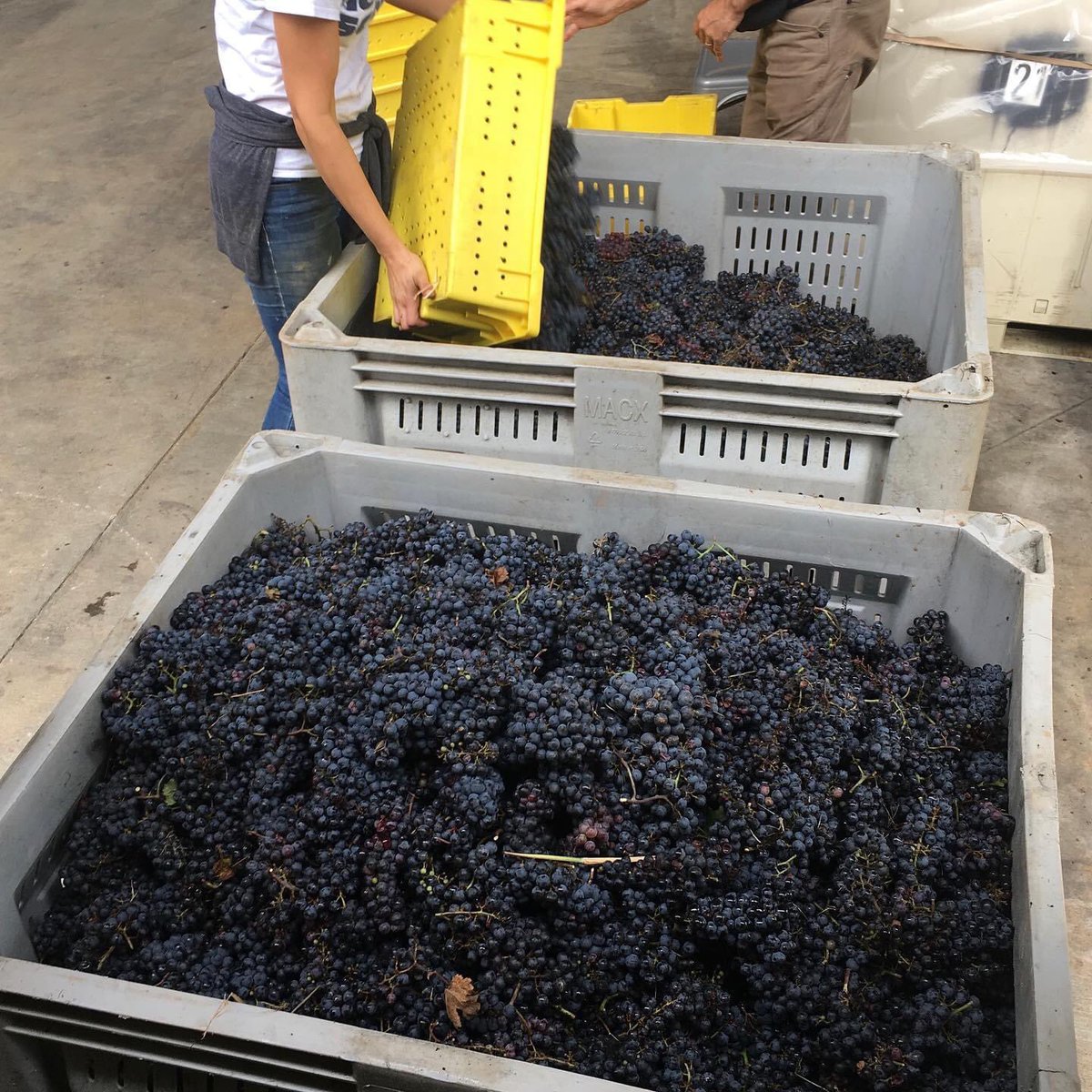 CelebrationsFa2's tweet photo. Tons of fun!  Thanks to the good earth and plenty of nurturing, the harvest is plentiful!  Now the talented winemaker shall take the reins en route to our debut year of Sapphire Vineyards estate growth varietal.  Start to spread the word!!!
#bluemontva #vintagewine #visitloudoun https://t.co/XpVZS3b6Sa