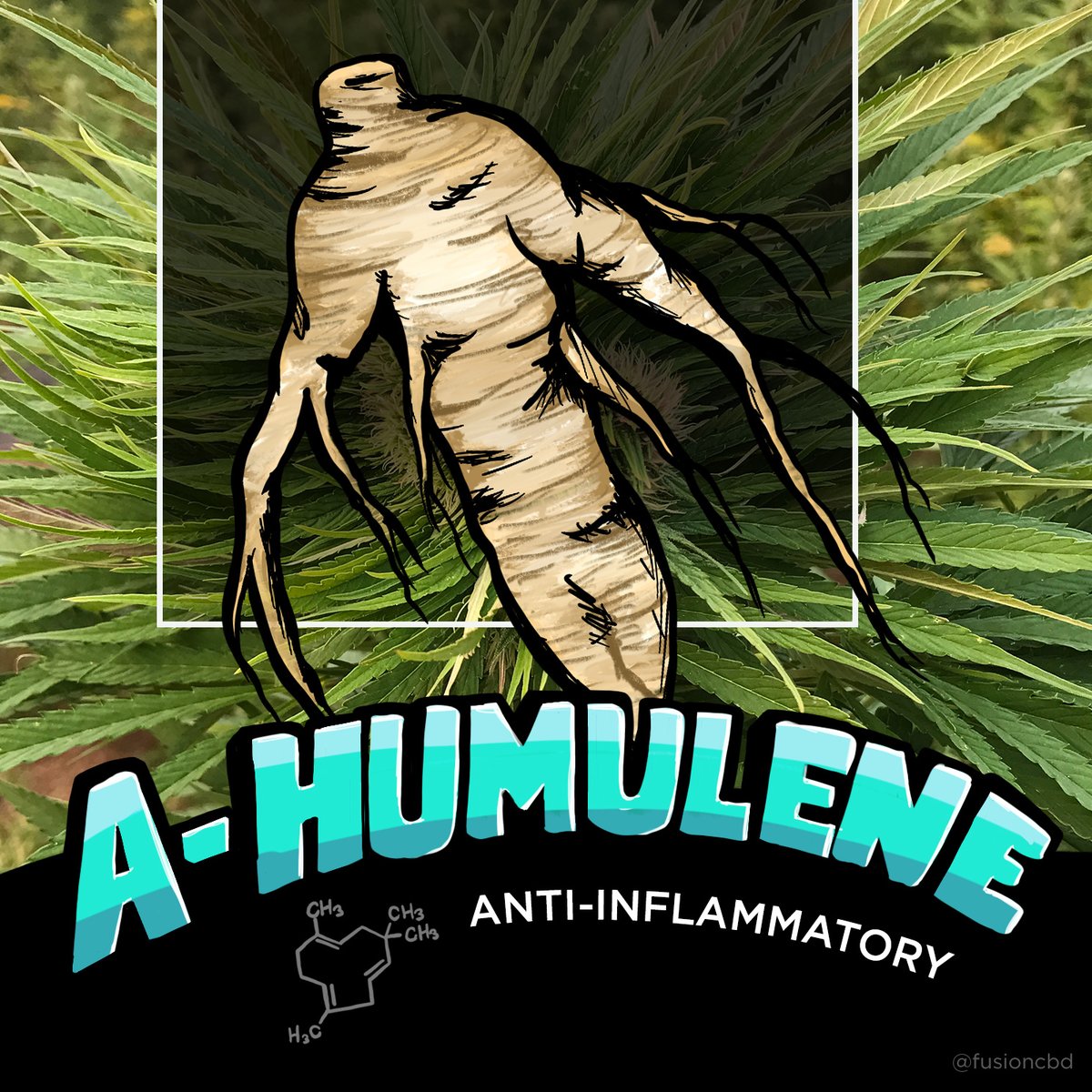 Fusion CBD tweet media