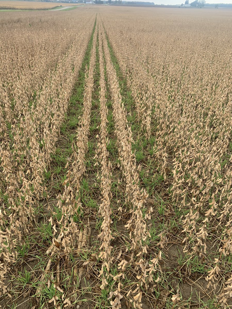 Mike Strang tweet media