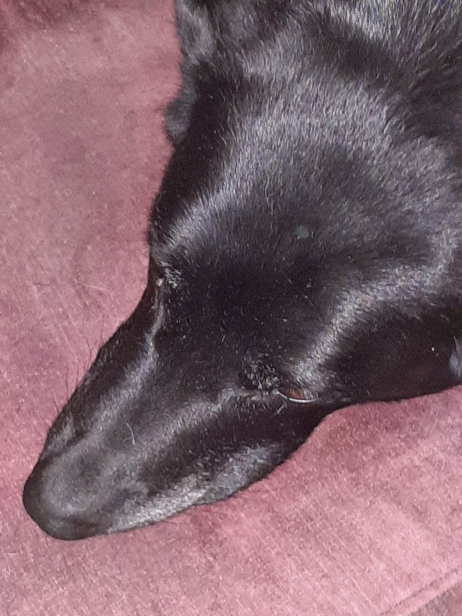 DroolYYC's tweet photo. Mom says if I do that to the bed again she's going to send me to Aunt Evelyn @FurKidsDaycare every day just to get rid of me. Guys, does she understand what punishment is? #doyoudrool #droolcrew #baddog #dogdaycare #dogsofyy https://t.co/SVLIuE3YV9