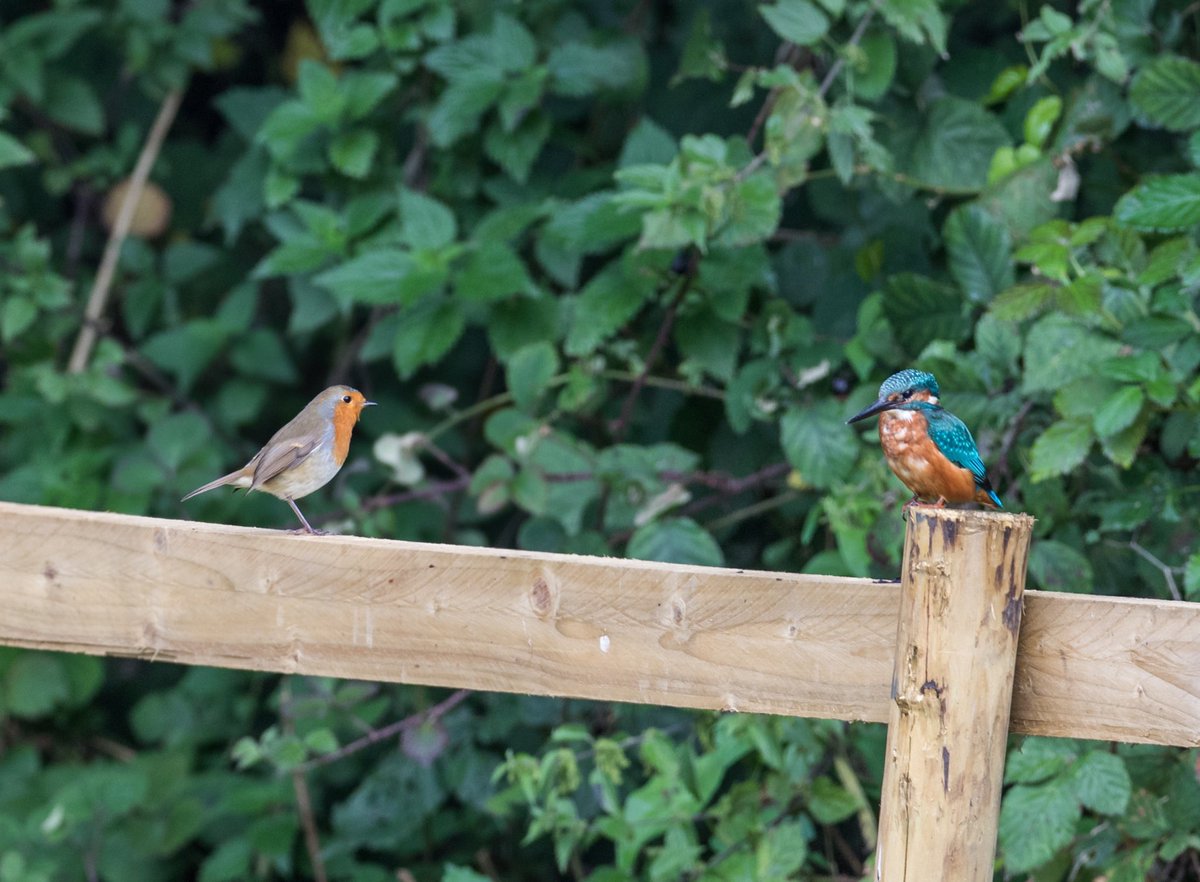 Taken exactly three years ago today. I wonder what the Robin was thinking?