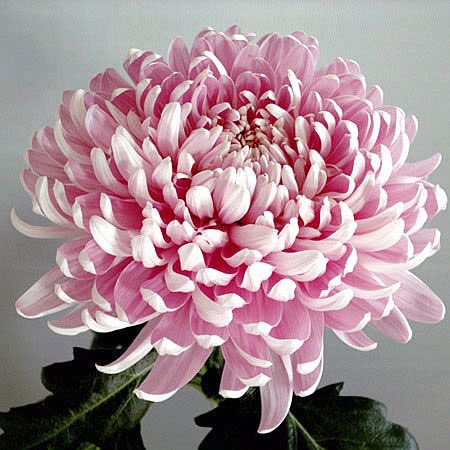 Chrysanthemum