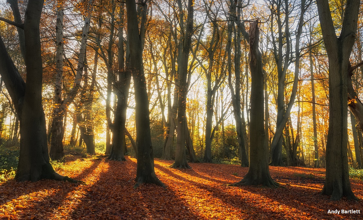September morning sunlight shining through the veteran beech trees at Worcestershire Wildlife Trust's Piper's Hill 🍂👏