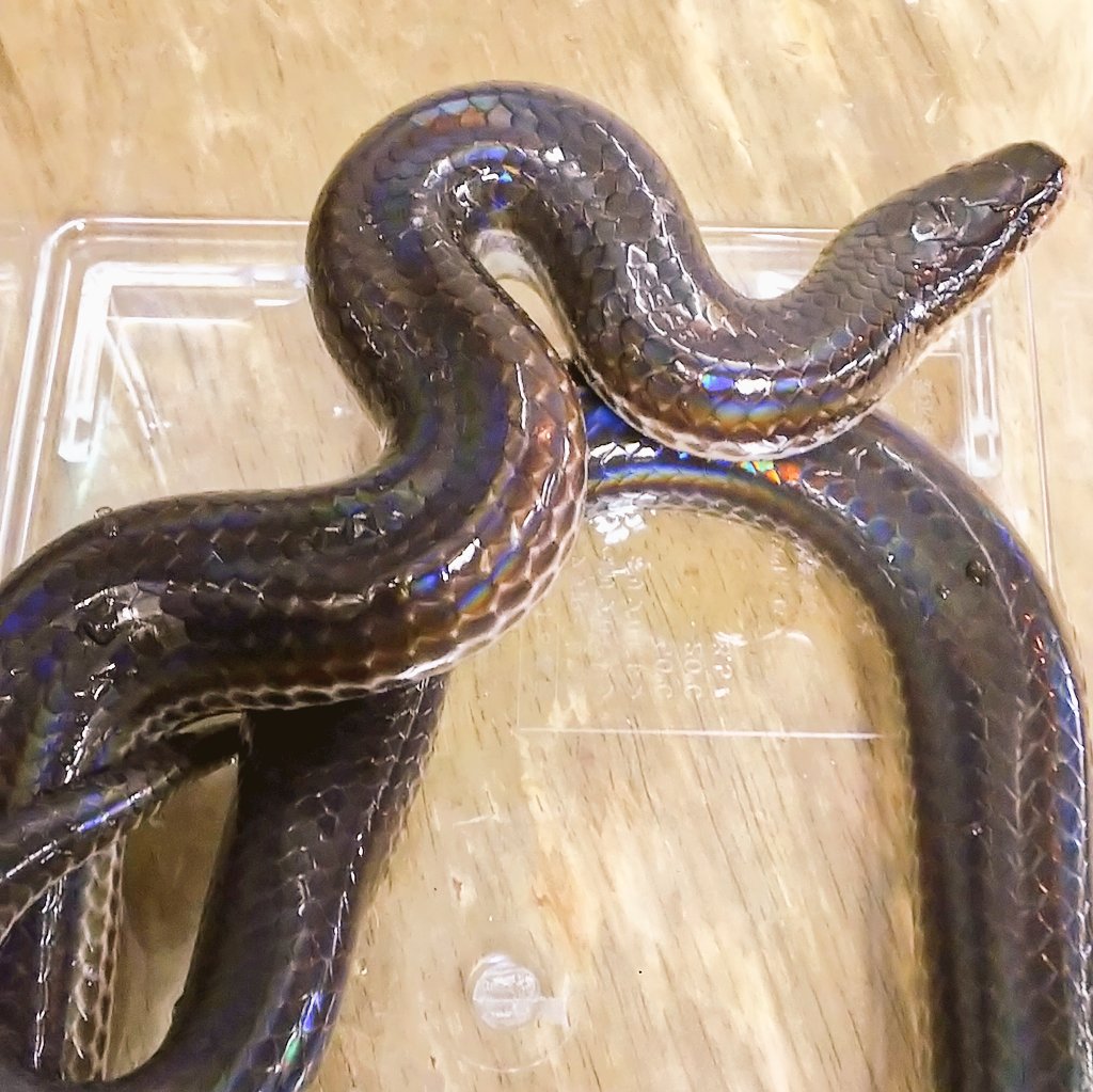 爬虫類 両生類専門店レプティリカス ベトナム便追加しました 陽光に当たると妖しく輝くサンビームヘビ ベトナム産 ベトナムの赤い広口水蛇 コックスヒロクチミズヘビ H Mereljcoxi 熱帯亜細亜産殿様蛙的なアジアミドリガエルの変わった色の個体等