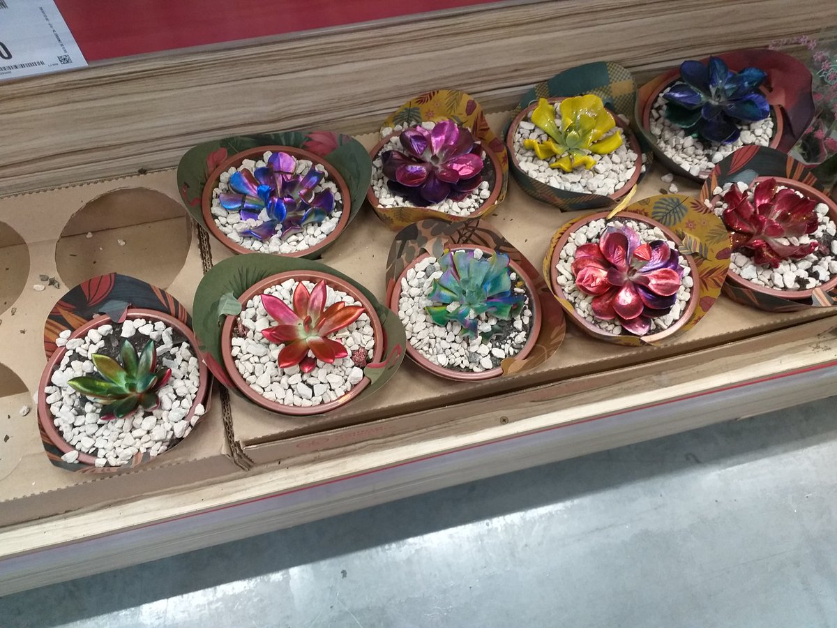 gutolliver's tweet image. Se essa moda realmente pega, hein ?

Ou já pegou ?

#suculentas #coloridas #moda