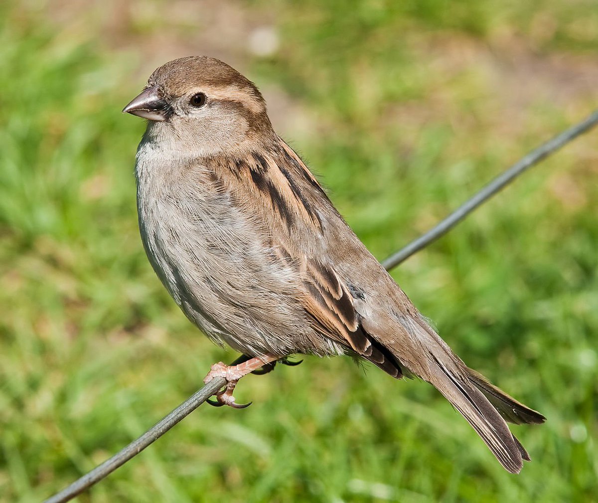 I'll start with this small baby! (f on the left, m on the right!They are pretty common everywhere and I had a lot next to my elementary school so I'm fond of them. It's a type of sparrow called house sparrow! They are small (around 16 cm)! They are very sociable birds!